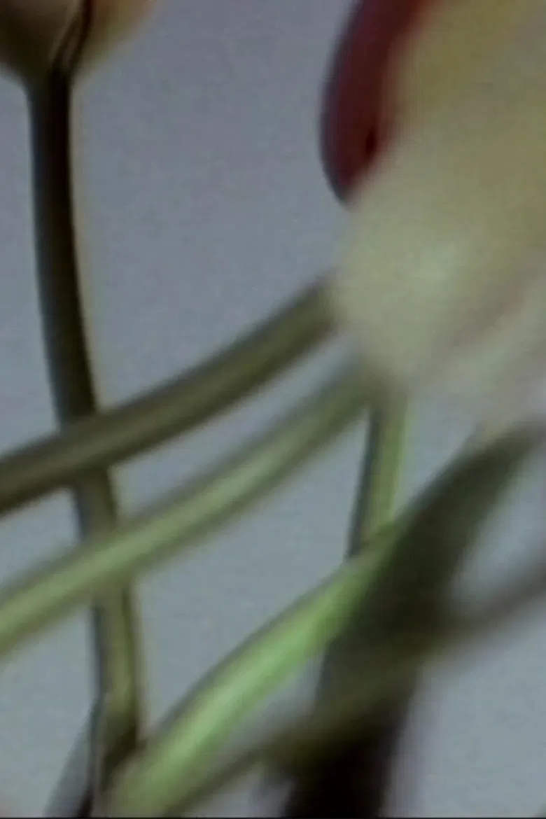 Lost / In Memoriam poster background