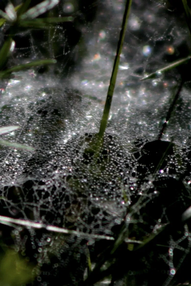 Refractions poster background