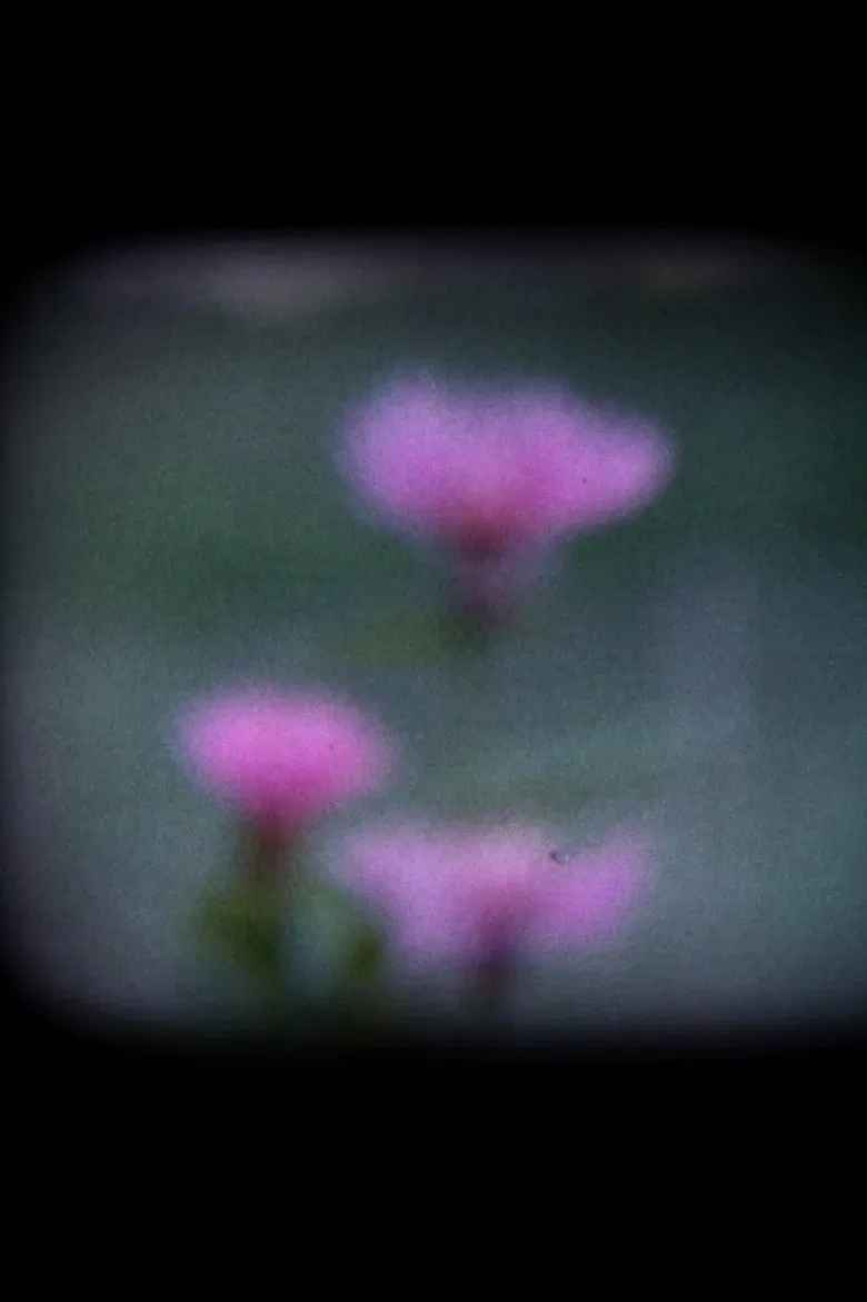 I Fiori Blu poster background