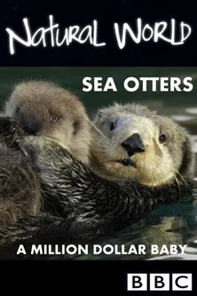 Sea Otters: A Million Dollar Baby poster background