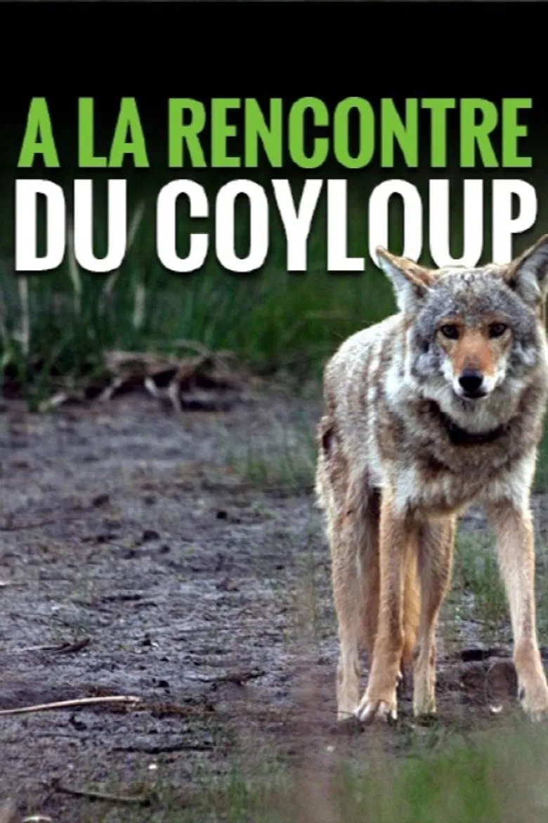 A la rencontre du coyloup poster background
