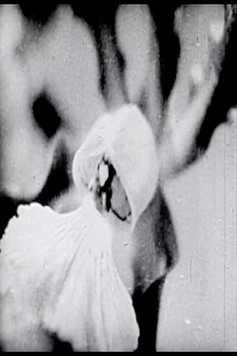 Floral Symphony poster background