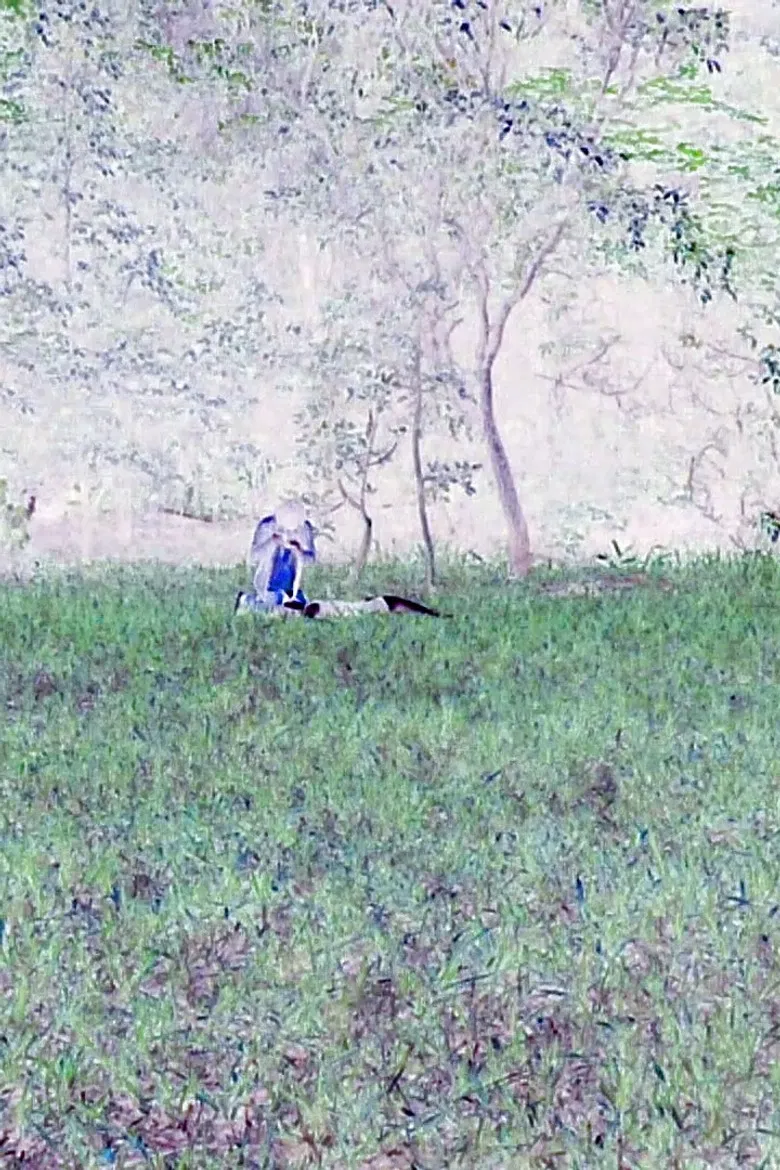 A Caixa Preta poster background