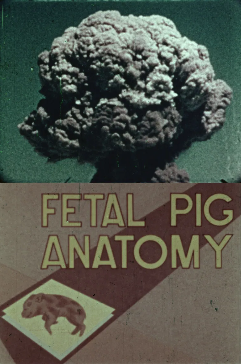 Fetal Pig Anatomy poster background