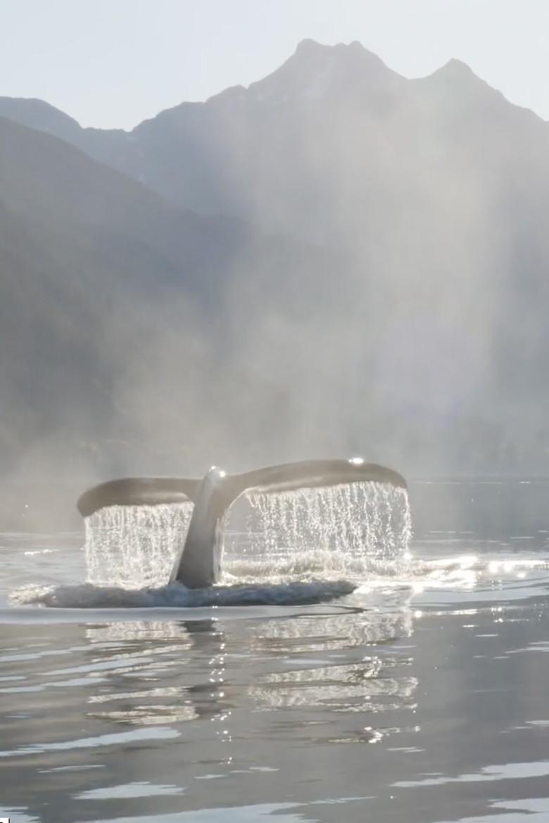 The Singing Planet poster background