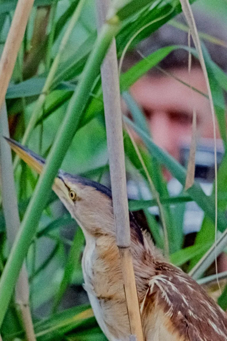 Alone Among Birds poster background