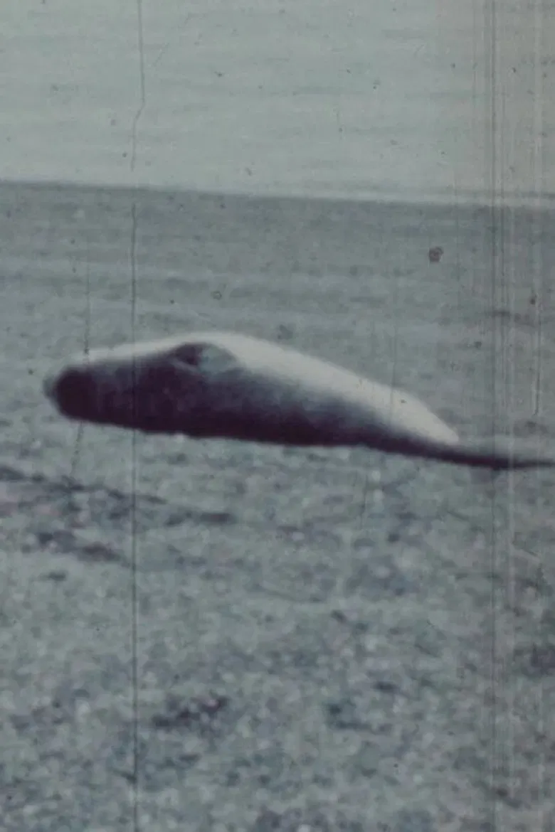 Patagonia poster background