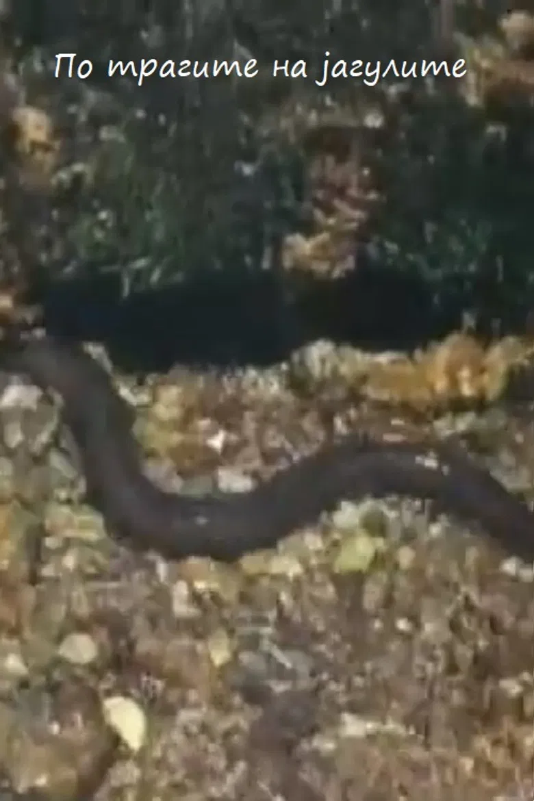 Following the Traces of the Eels poster background