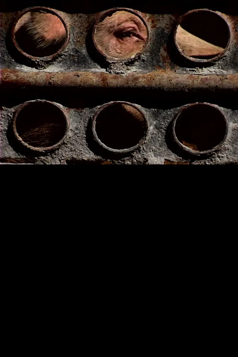 Pigs poster background