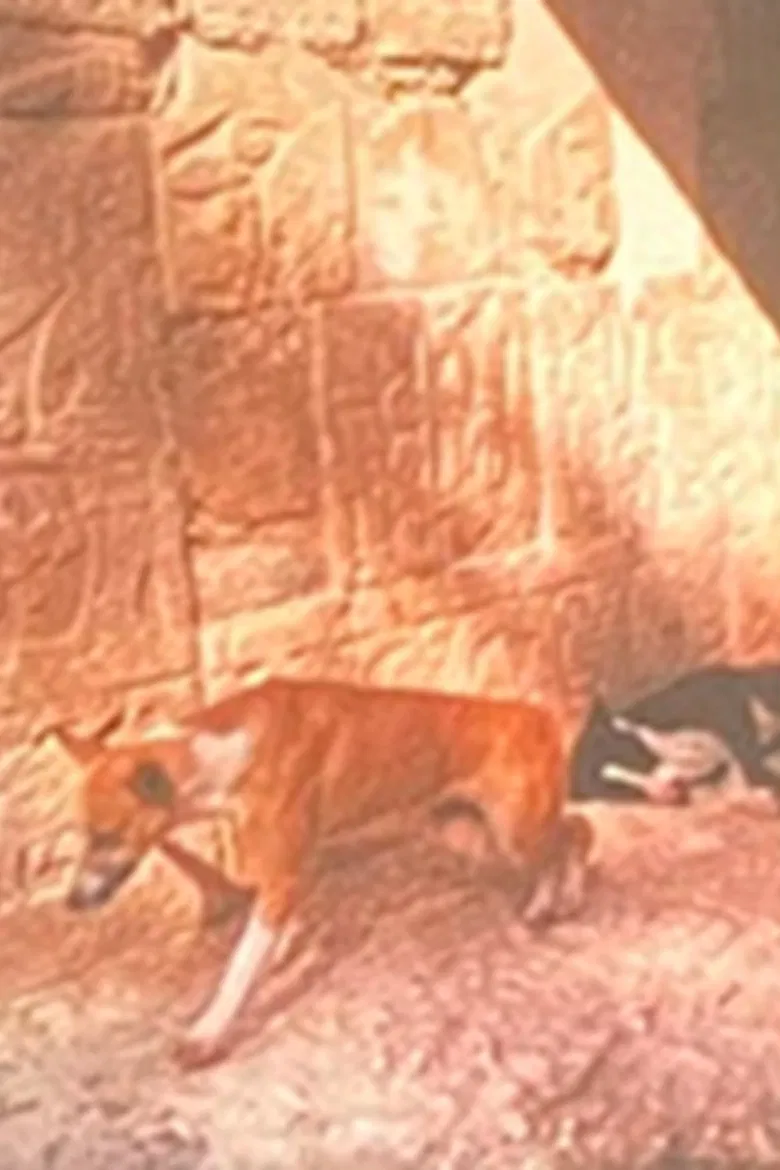 God The Pugilist poster background