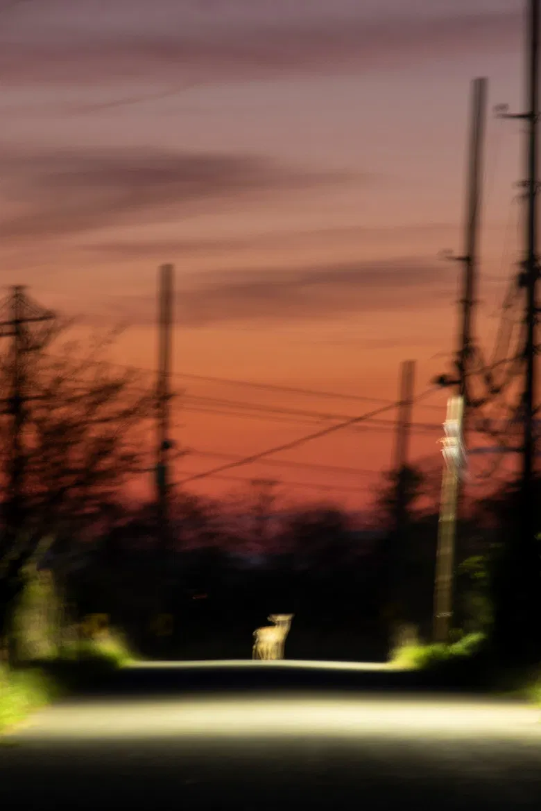 Specters of Watch Oak poster background