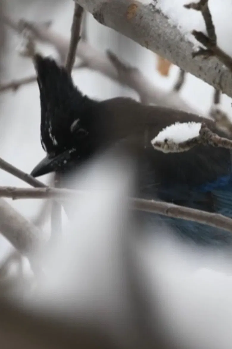 Sacred Mountain poster background