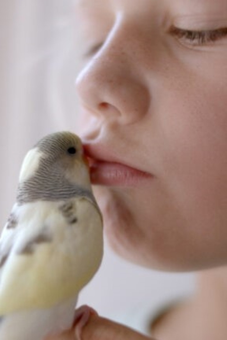 Angry Enzo poster background