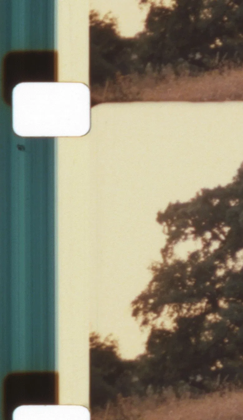 Light, Blaze, Fulgor - Auguries for a Non-Hierarchical Framing and Flourishing poster background