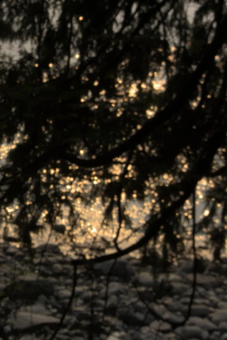 Narcissus poster background