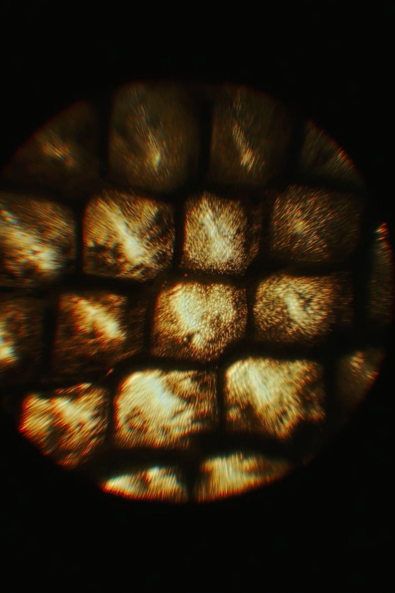 The Shedding poster background