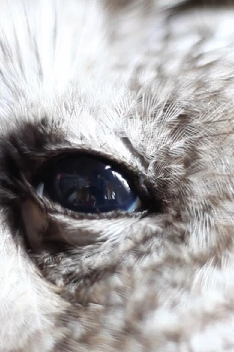 Here Is Everything poster background