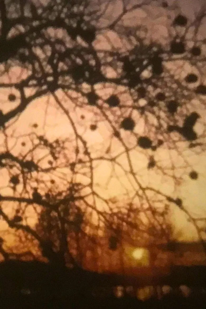 Sole Sole Sole poster background