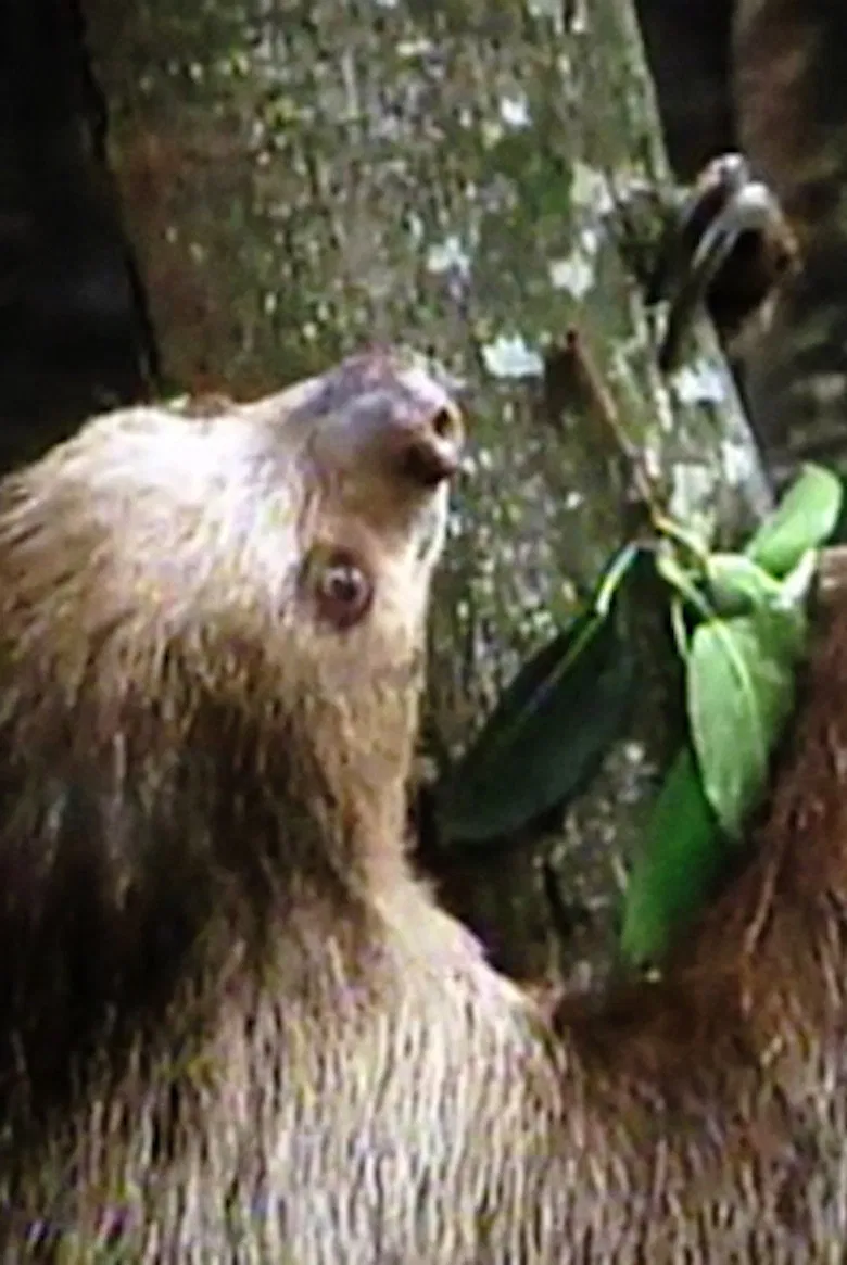 The Glass Ark poster background