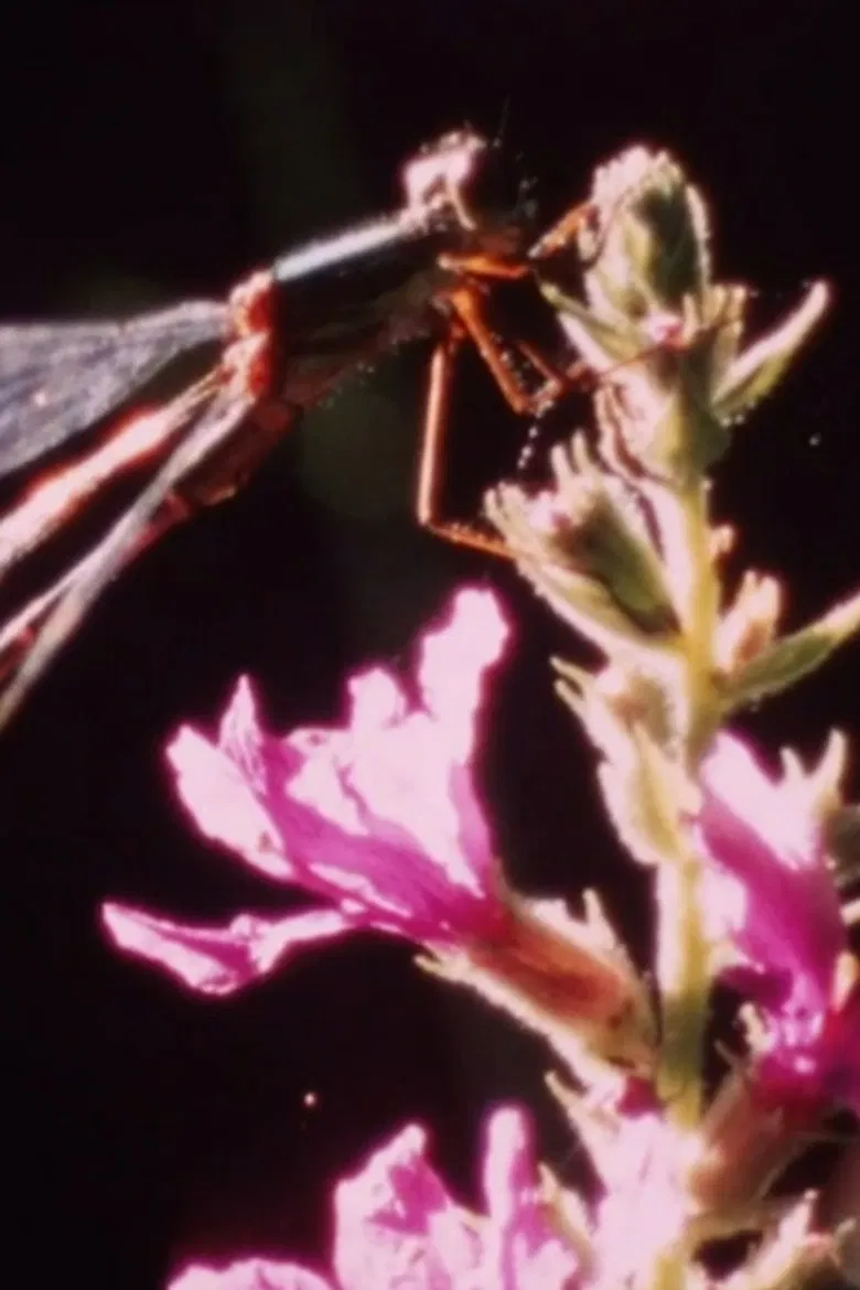 Beautiful young ladies poster background