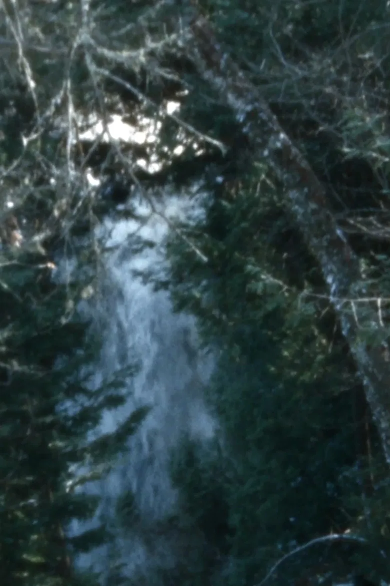 Leaves for a reel poster background