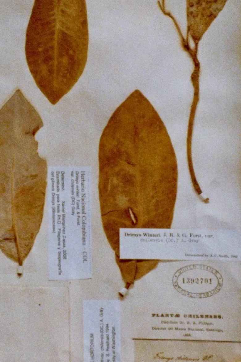 Muestrario poster background