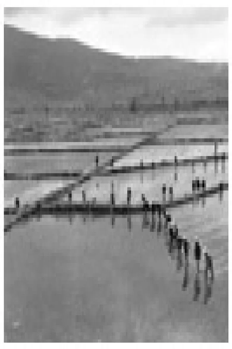 The Rule of Rice poster background