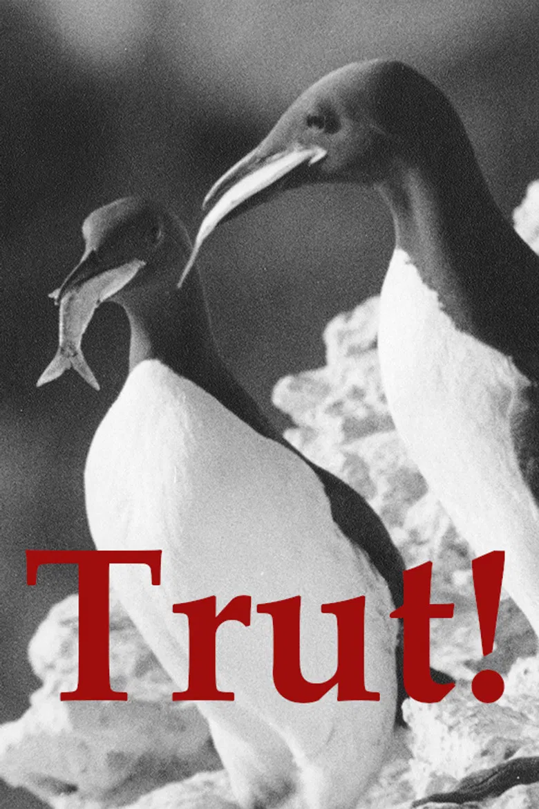 The Gulls poster background