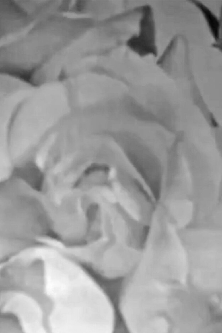 Roses in Full Colour poster background