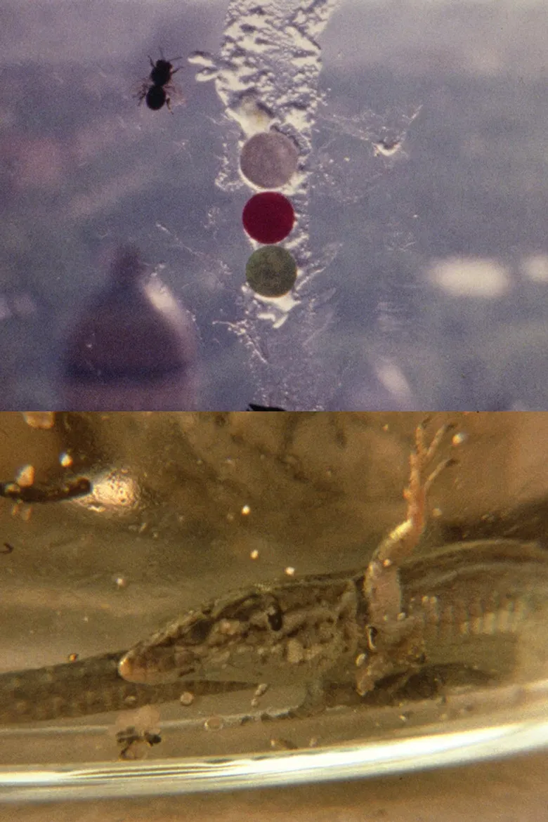 Fuegos Artificiales Foco Proyector apto. Con Burbana avispa bombilla filamento Poti poster background