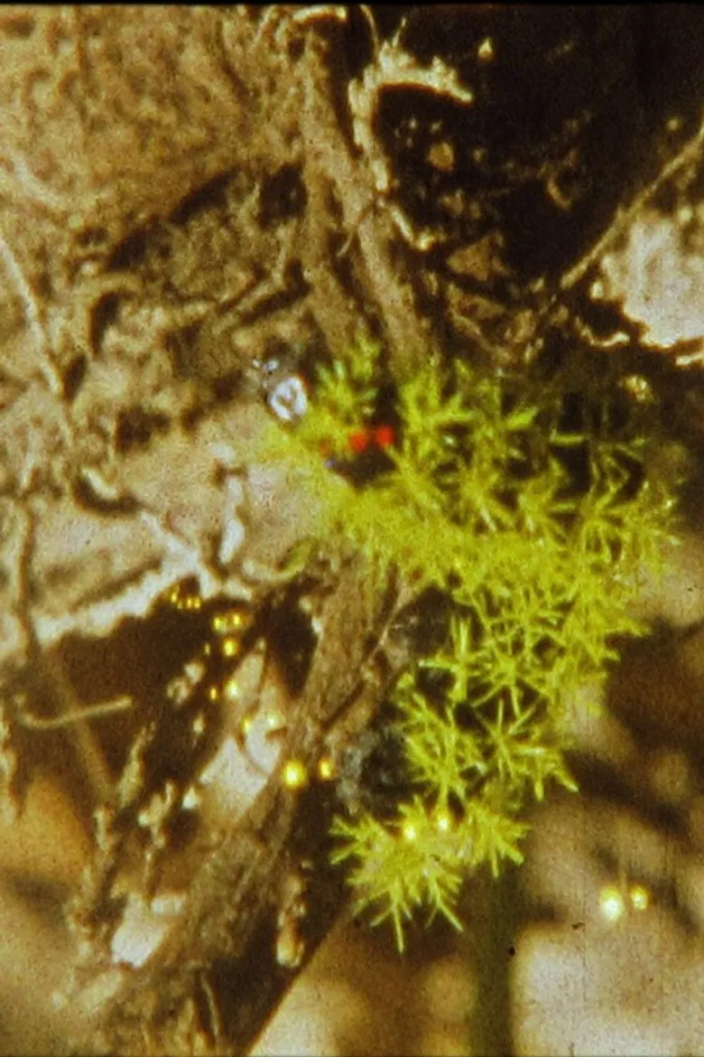 Litoral poster background