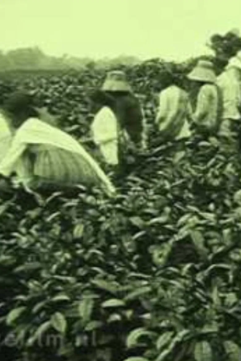 Tea Company of the NILS in Pematang Siantar (Sumatra) poster background