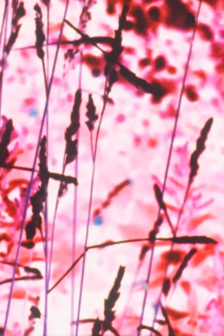 Hank and Mary Without Apologies poster background