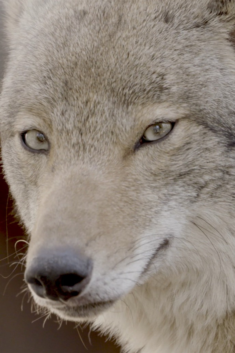 Coywolf poster background