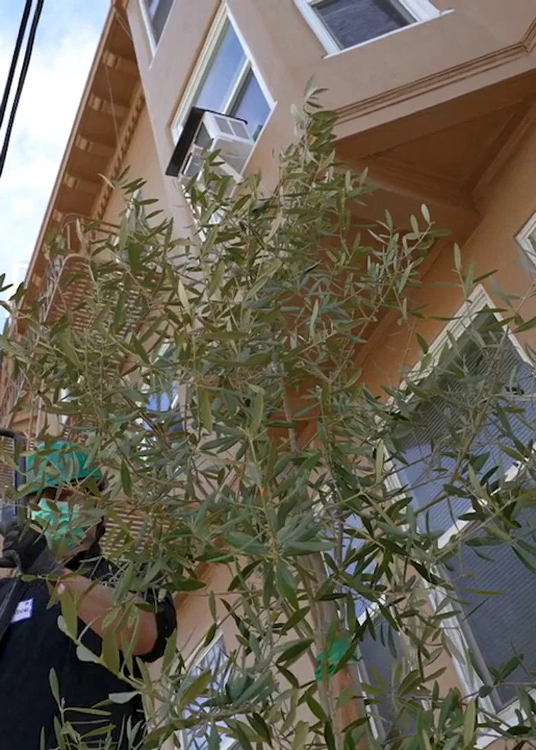 Olive for Steve poster background