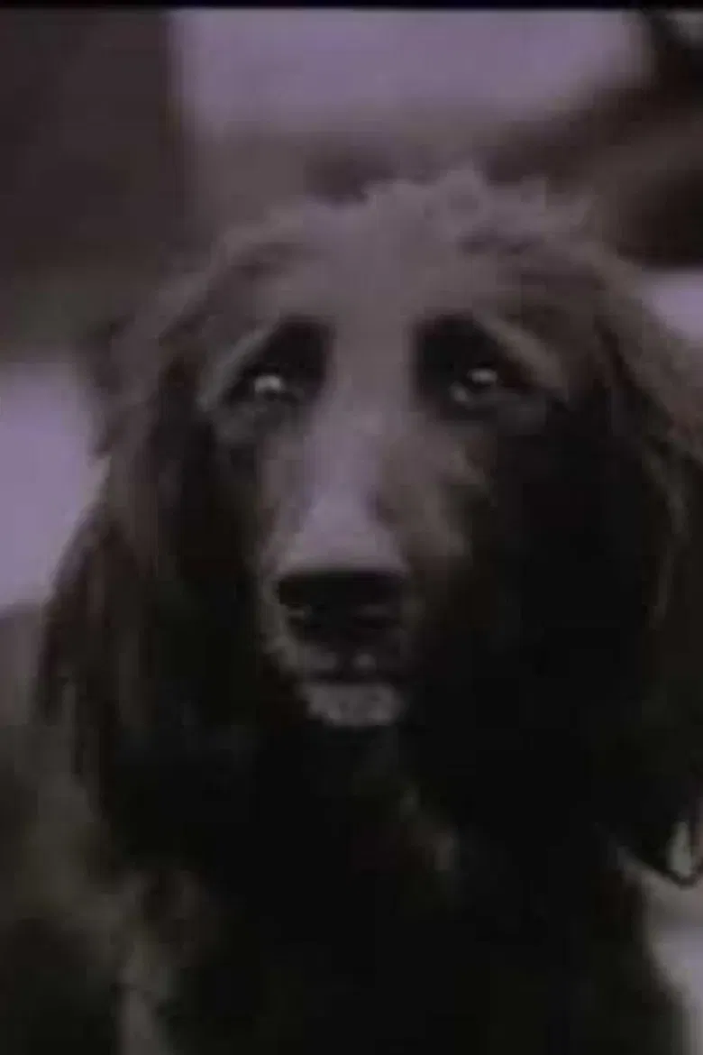 The Dog Was Running poster background