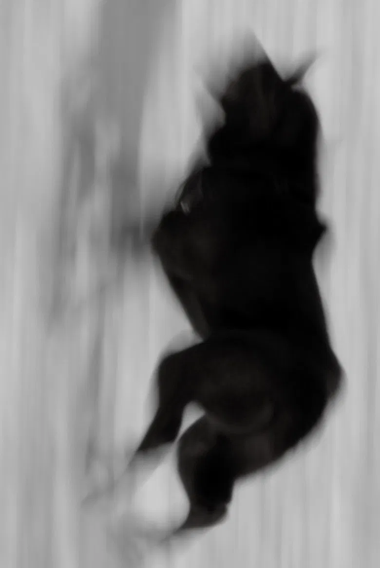 Two Dogs poster background