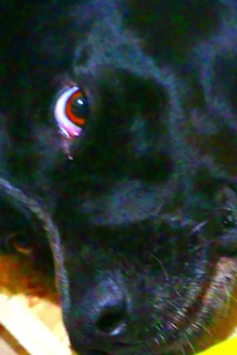 Hat, Where Is It? poster background