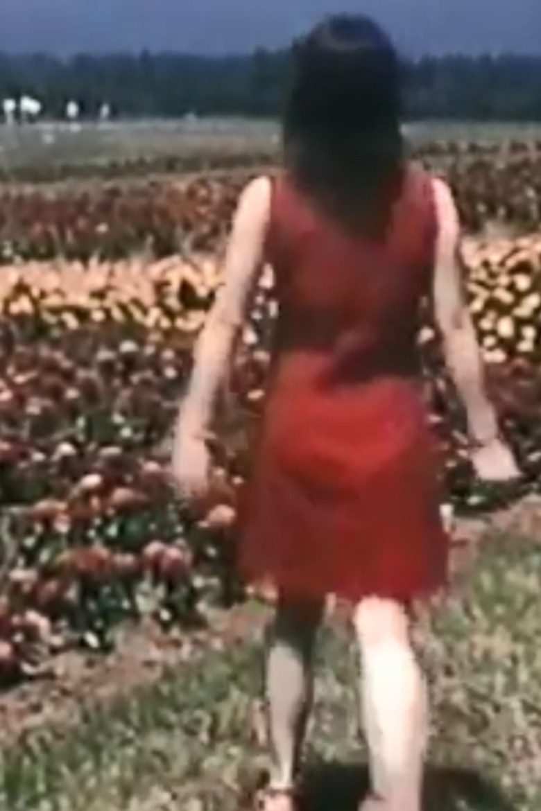 Alice in the Wilderness poster background