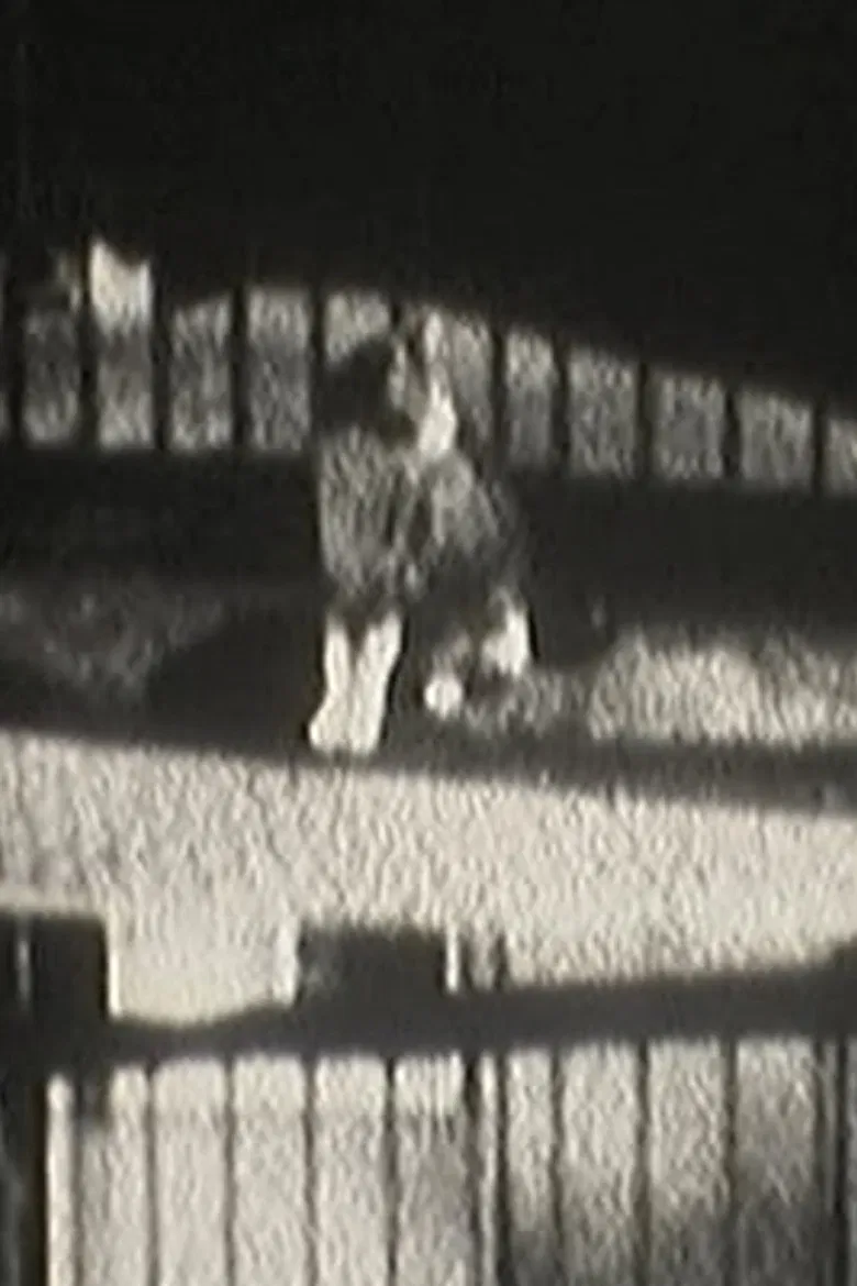 Cat Dream poster background