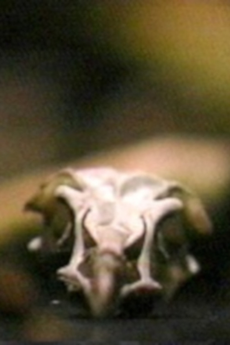 Site/Recite (a prologue) poster background