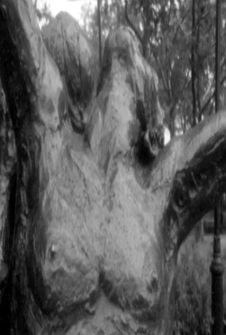 Fuzzy Forests and Looking Across the Stream poster background