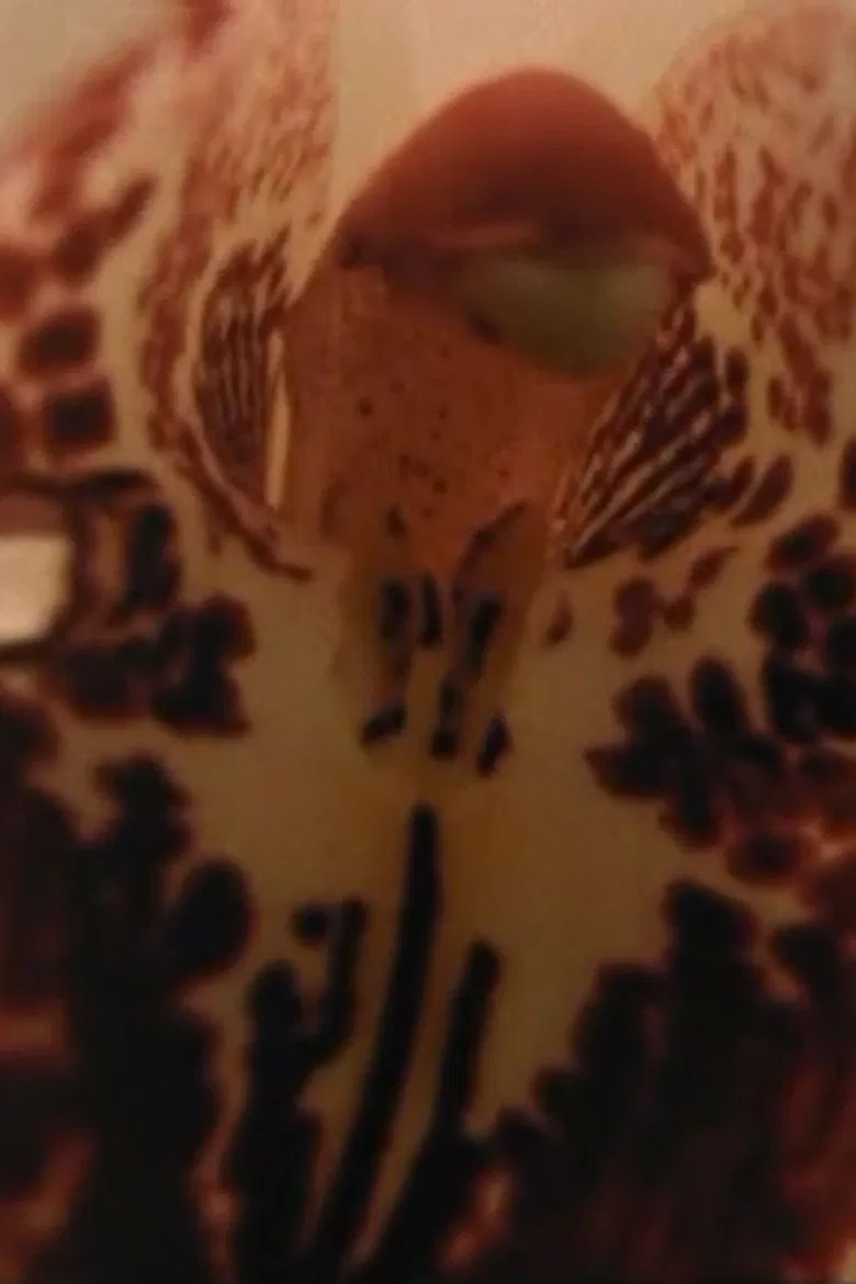 Sometimes, Watching Contemplatively poster background