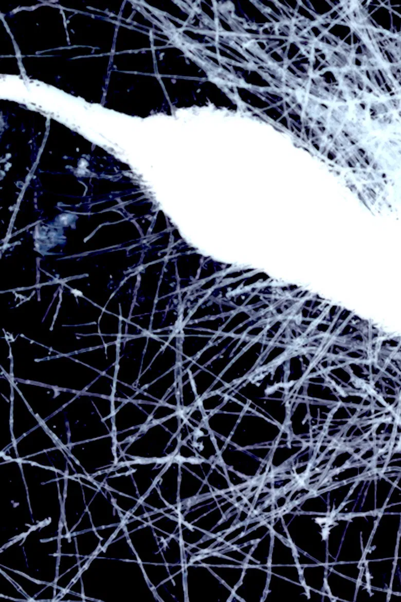 Yaangna Plays Itself poster background