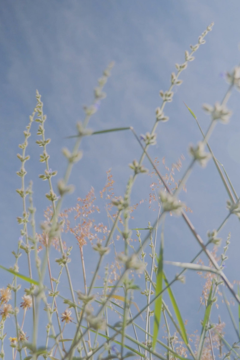 Oaxaca poster background