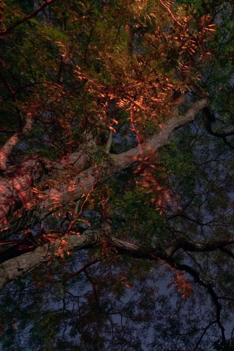 Curve the Night Sky poster background