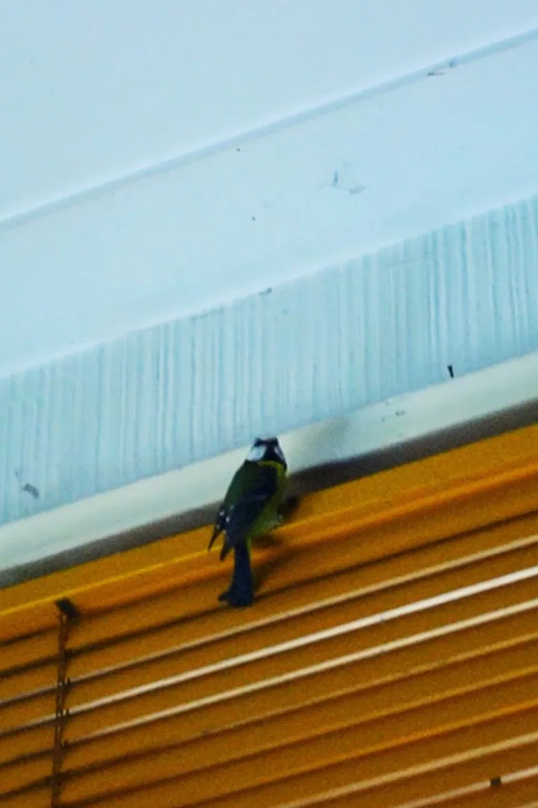 rare vines poster background