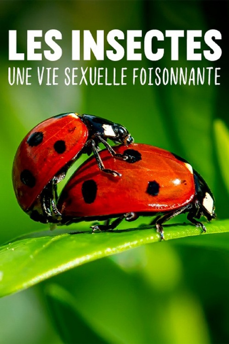 Les insectes, une vie sexuelle foisonnante poster background